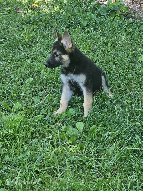 Sunny Day – German Shepherd Dog puppy for sale in Lewisberry, PA