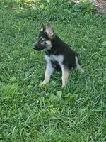 Sunny Day, a female German Shepherd Dog for sale in Lewisberry, PA – 2 of 3