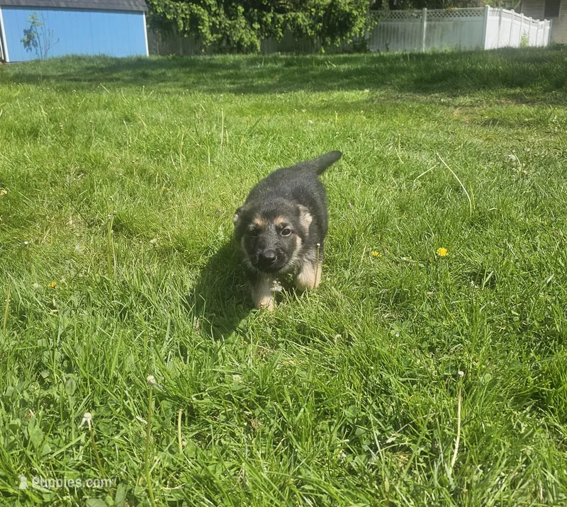 Johny Tsunami – German Shepherd Dog puppy for sale in Lewisberry, PA
