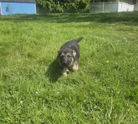 Johny Tsunami, a male German Shepherd Dog for sale in Lewisberry, PA – 1 of 1