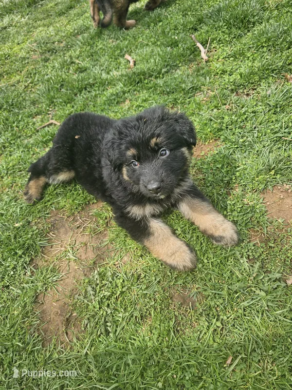 Ranger – German Shepherd Dog puppy for sale in Lewisberry, PA