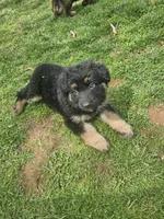Ranger, a male German Shepherd Dog for sale in Lewisberry, PA – Photo 1 of 3