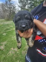 Ranger, a male German Shepherd Dog for sale in Lewisberry, PA – Photo 4 of 4