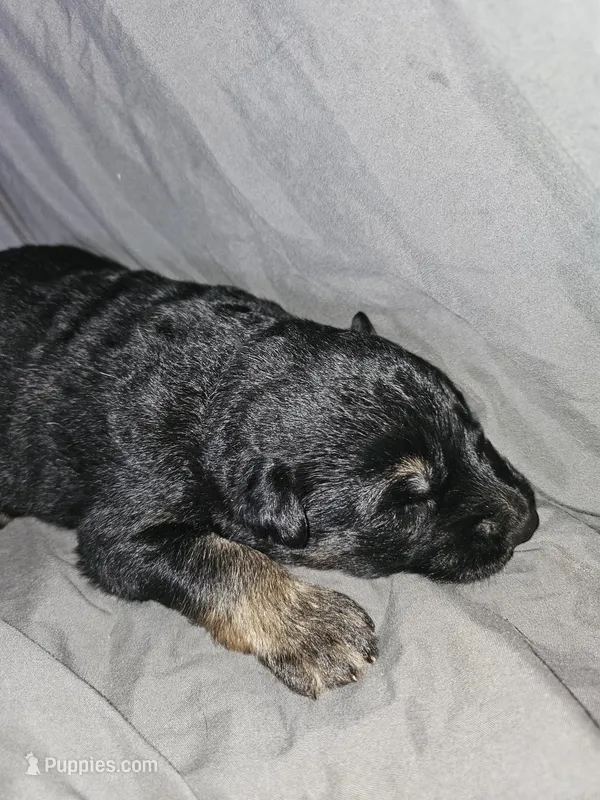 Ranger – German Shepherd Dog puppy for sale in Lewisberry, PA