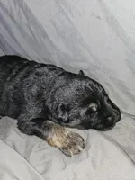 Ranger, a male German Shepherd Dog for sale in Lewisberry, PA – Photo 3 of 4