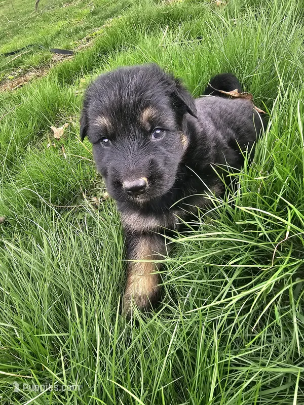 Ranger – German Shepherd Dog puppy for sale in Lewisberry, PA