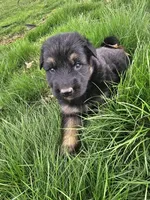 Ranger, a male German Shepherd Dog for sale in Lewisberry, PA – Photo 2 of 4