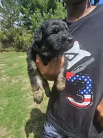 Ranger, a male German Shepherd Dog for sale in Lewisberry, PA – Photo 1 of 4