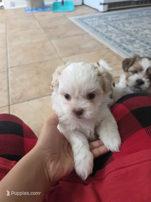 Luna – Shihpoo puppy for sale in Goldsboro, NC