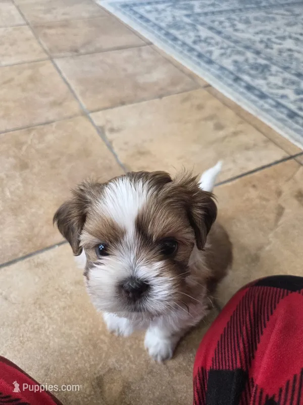 Theo – Shihpoo puppy for sale in Goldsboro, NC