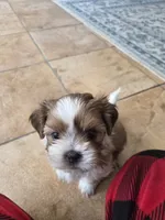 Theo, a male Shihpoo for sale in Goldsboro, NC – 1 of 1