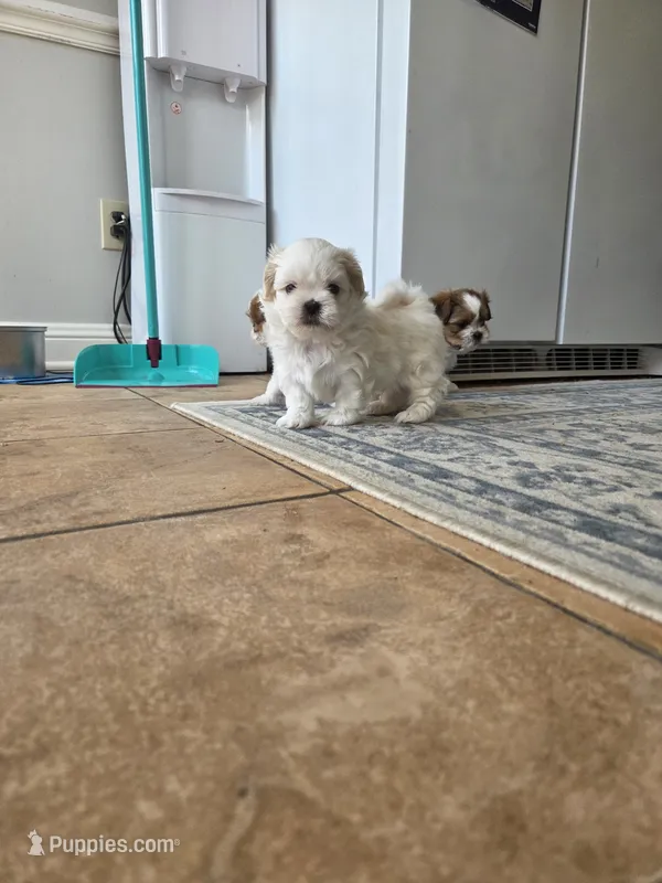 Alvin – Shihpoo puppy for sale in Goldsboro, NC