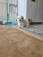 Alvin, a male Shihpoo for sale in Goldsboro, NC – 1 of 1