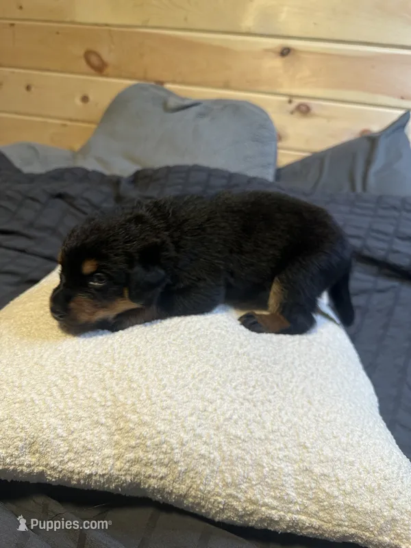 Nenita – Rottweiler puppy for sale in Englishtown, NJ