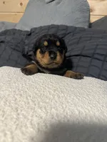 Skyla, a female Rottweiler for sale in Englishtown, NJ – 2 of 3