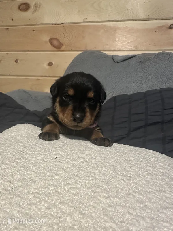 Samaya  – Rottweiler puppy for sale in Englishtown, NJ