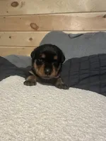 Samaya , a female Rottweiler for sale in Englishtown, NJ – 1 of 3