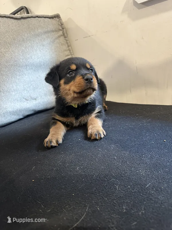 Angel – Rottweiler puppy for sale in Englishtown, NJ