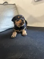 Angel, a female Rottweiler for sale in Englishtown, NJ – 2 of 5