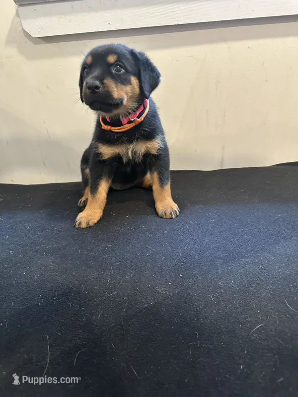 Nenita – Rottweiler puppy for sale in Englishtown, NJ