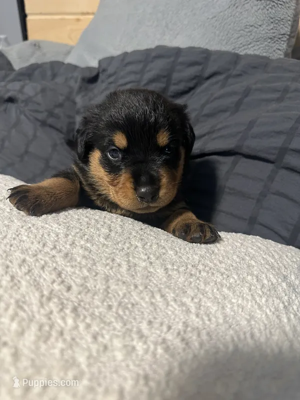 Skyla – Rottweiler puppy for sale in Englishtown, NJ