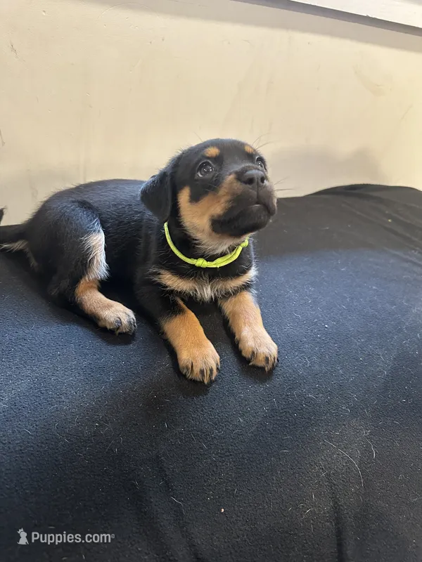Mila – Rottweiler puppy for sale in Englishtown, NJ