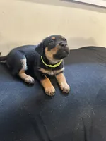 Mila, a female Rottweiler for sale in Englishtown, NJ – 1 of 1