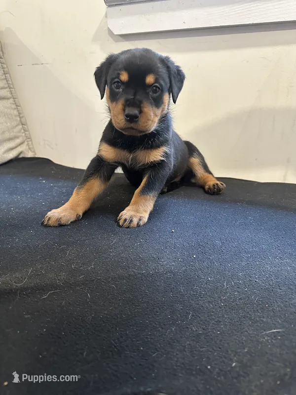 Samaya  – Rottweiler puppy for sale in Englishtown, NJ