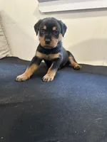 Samaya , a female Rottweiler for sale in Englishtown, NJ – 5 of 7