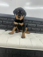 Samaya , a female Rottweiler for sale in Englishtown, NJ – 2 of 7