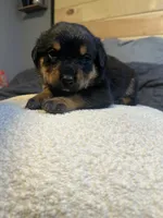 Nenita, a female Rottweiler for sale in Englishtown, NJ – 2 of 2
