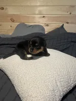 Angel, a female Rottweiler for sale in Englishtown, NJ – 3 of 3