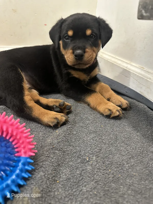 Winny – Rottweiler puppy for sale in Englishtown, NJ