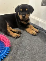 Winny, a female Rottweiler for sale in Englishtown, NJ – 1 of 1