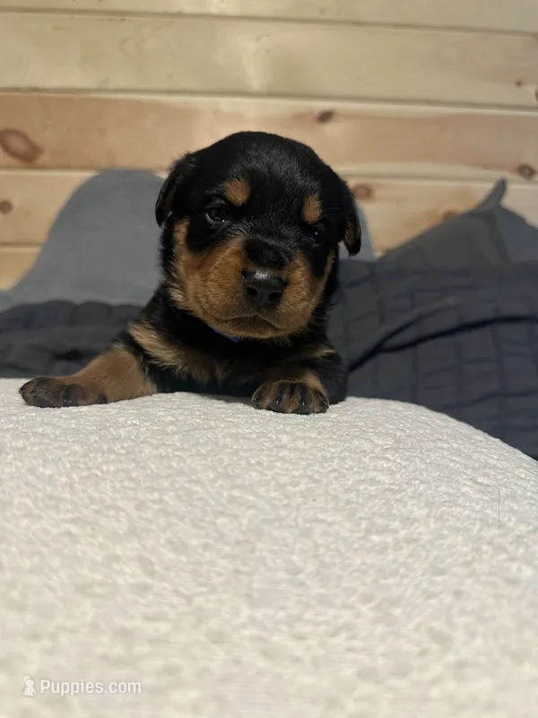 Koa – Rottweiler puppy for sale in Englishtown, NJ