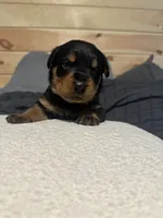 Koa, a male Rottweiler for sale in Englishtown, NJ – 1 of 2