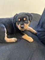 Koa, a male Rottweiler for sale in Englishtown, NJ – 2 of 4