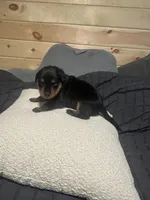Samaya , a female Rottweiler for sale in Englishtown, NJ – 3 of 3