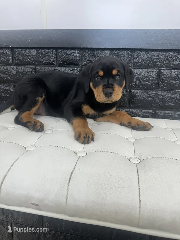 Samaya  – Rottweiler puppy for sale in Englishtown, NJ