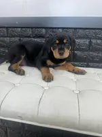 Samaya , a female Rottweiler for sale in Englishtown, NJ – 1 of 7