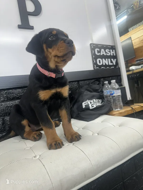 Winny – Rottweiler puppy for sale in Englishtown, NJ
