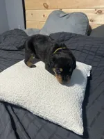 Skyla, a female Rottweiler for sale in Englishtown, NJ – 3 of 3