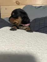 Samaya , a female Rottweiler for sale in Englishtown, NJ – 2 of 3