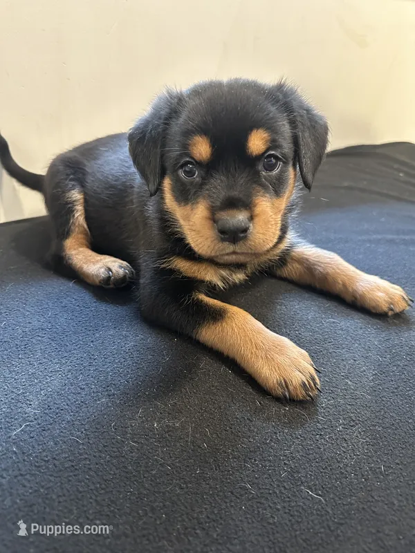 Alaya – Rottweiler puppy for sale in Englishtown, NJ