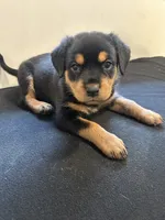Alaya, a female Rottweiler for sale in Englishtown, NJ – 1 of 1