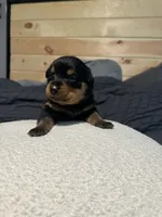Angel, a female Rottweiler for sale in Englishtown, NJ – 1 of 3