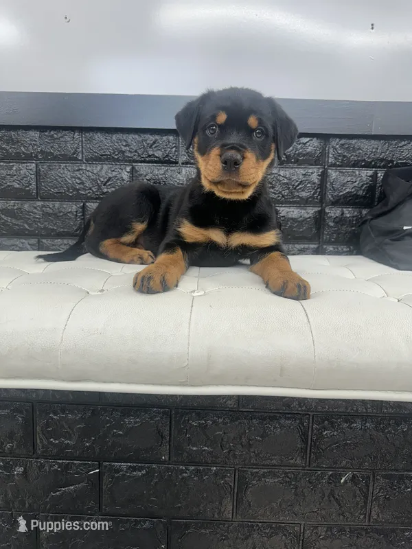Angel – Rottweiler puppy for sale in Englishtown, NJ
