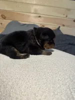 Angel, a female Rottweiler for sale in Englishtown, NJ – 2 of 3