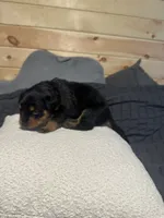 Koa, a male Rottweiler for sale in Englishtown, NJ – 2 of 2