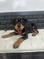 Koa, a male Rottweiler for sale in Englishtown, NJ – 1 of 4